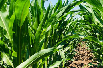 2024年玉米重大病虫害防控技术方案