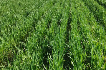 2024年小麦春季重大病虫害防控技术方案