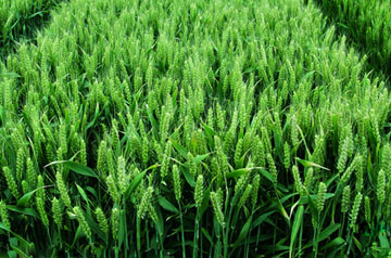 小麦“三病一虫”防控技术要点