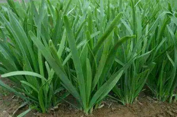 2024年韭菜主要病虫害绿色防控技术方案