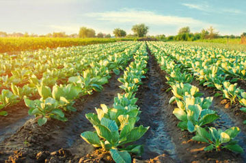 2024年蔬菜蓟马绿色防控技术方案