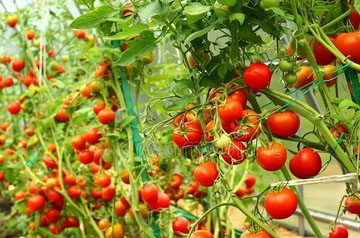 2024年番茄潜叶蛾绿色防控技术方案