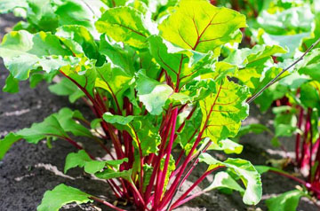 2024年甜菜春季生产技术指导意见