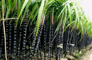 2024年甘蔗春季生产技术指导意见