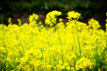 丰收不到手、田管不停歇 2024年冬油菜面积稳中有增 长势好于预期