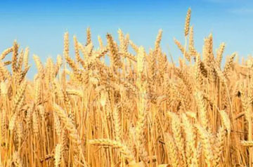 科研团队发现小麦籽粒营养组成与其镉铅生物可给性有密切关系