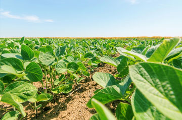 2024年东北地区大豆春播技术意见