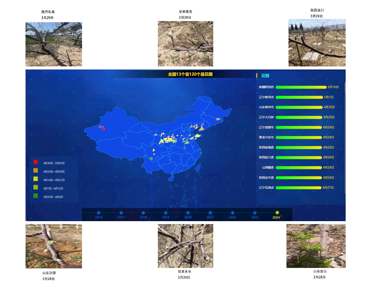 2024年全国苹果树预计始花期时间和部分产区实拍图 2024年全国苹果树预计始花期时间和部分产区实拍图