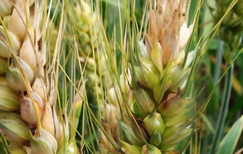 小麦赤霉病总体呈偏重发生趋势 专家建议坚持至少两遍防控不动摇