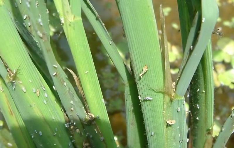 农技专家：早造水稻警惕稻飞虱