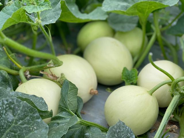 未来农村优质瓜类市场空间巨大