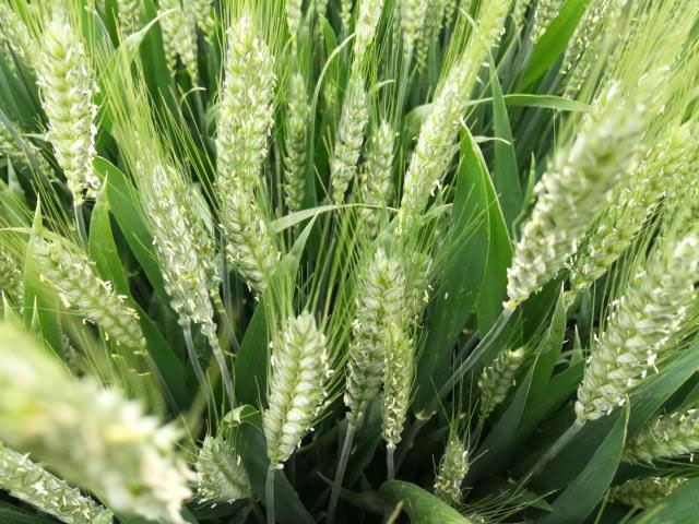 河南小麦扬花期苗情向好 科技助力产粮大省扛稳粮食安全重任