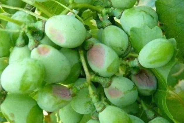 葡萄气灼病要怎么防治好？