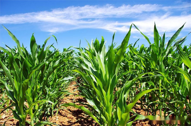 2024年春玉米科学灌溉技术指导意见