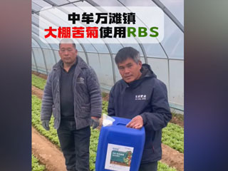 大棚苦菊使用RBS微生物菌剂 中牟县万滩镇农户使用感言