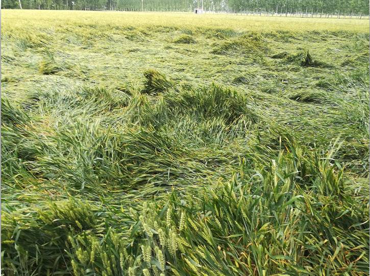 小麦倒伏后，怎么办比较好