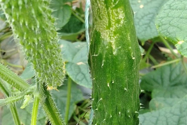 无刺小黄瓜蓟马发生严重，怎样防治比较好