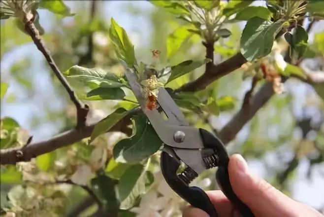 苹果疏定果五月正当时