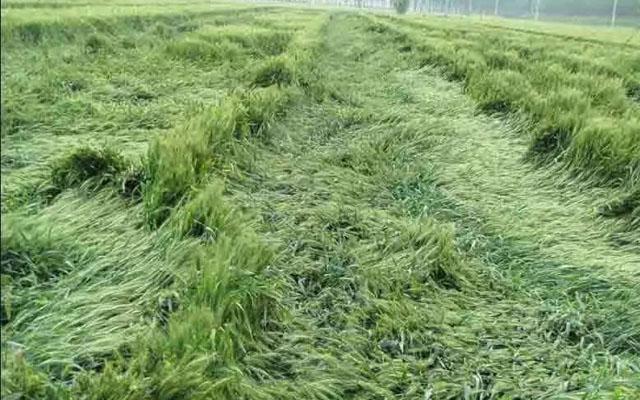 如何预防小麦后期倒伏？