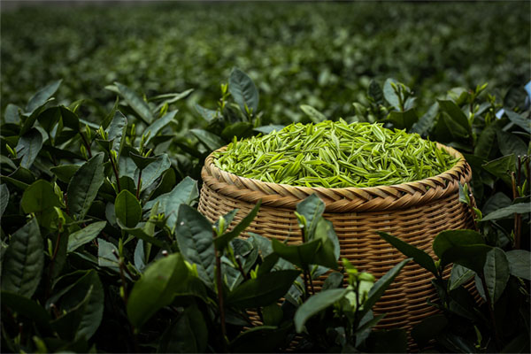 春茶采摘后茶园管理技术要点