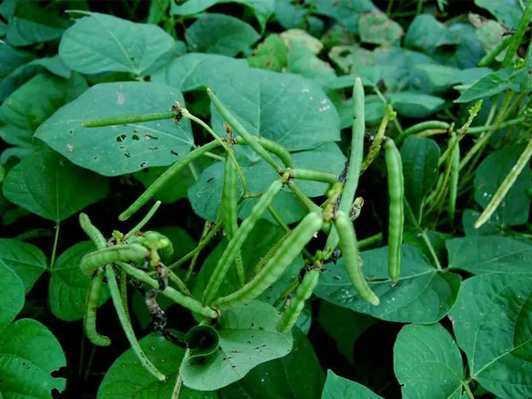 2024年绿豆生产技术指导意见