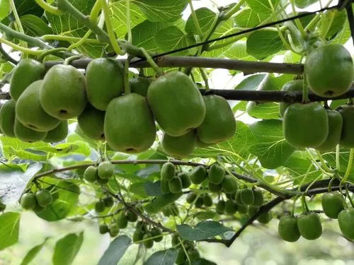 猕猴桃优质高产夏季防虫很关键