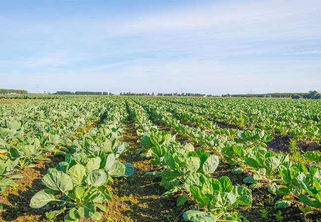 初夏蔬菜防病重点需调整