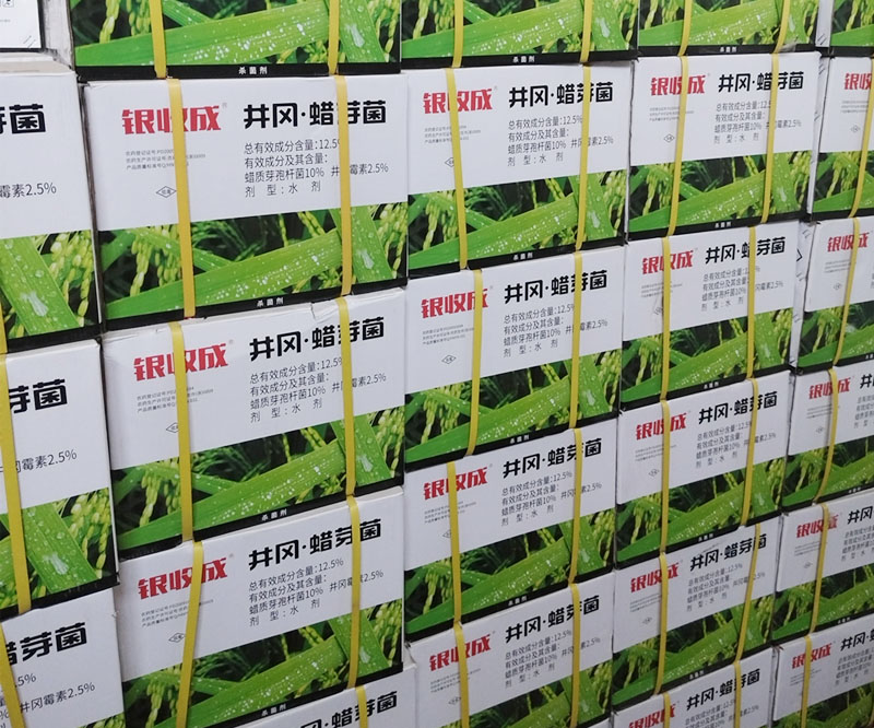 12.5%井冈蜡芽菌