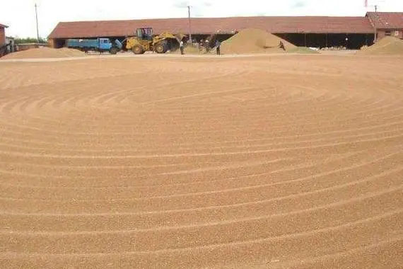 连绵阴雨天小麦收割后怎么防芽、防霉变