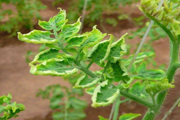 西红柿卷叶怎么办？分清症状再防治