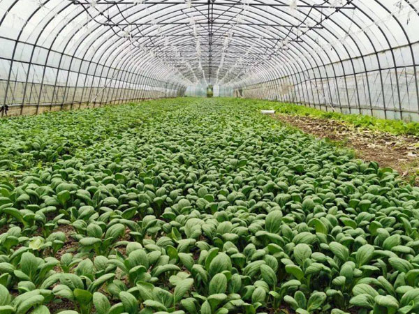 六月雨季蔬菜管理要点