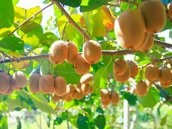 当前猕猴桃管理重点做好这几点