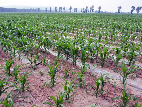 玉米生长期咋管理