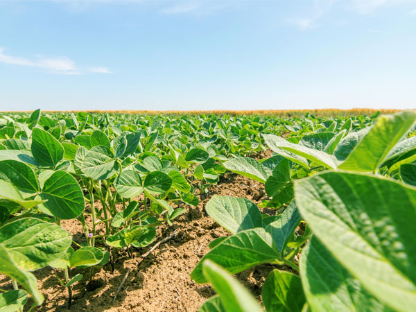 大豆高温干旱技术明白纸