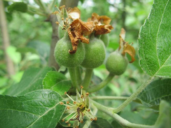 苹果幼果期怎样防治病虫害