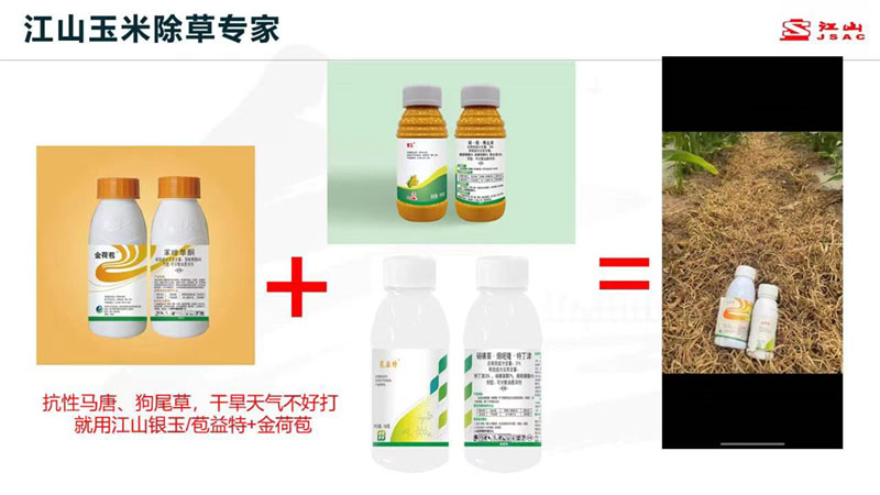 天气干旱 玉米田超好用的除草剂方案推荐!除草干净,不伤苗!