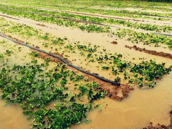 暴雨过后如何管好农作物?