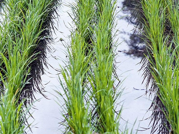 当前南方水稻防涝抗灾技术意见