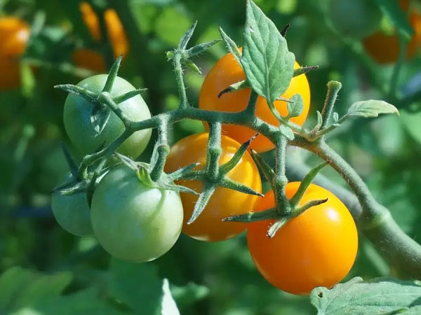 2024年番茄潜叶蛾绿色防控技术方案