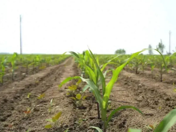 黄淮海抗旱晚播及改种补种技术意见