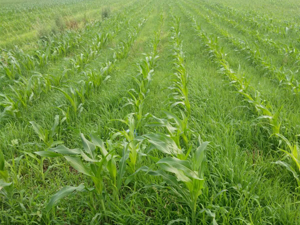 玉米田小麦苗太多用啥除草剂好？推荐硝烟莠去津