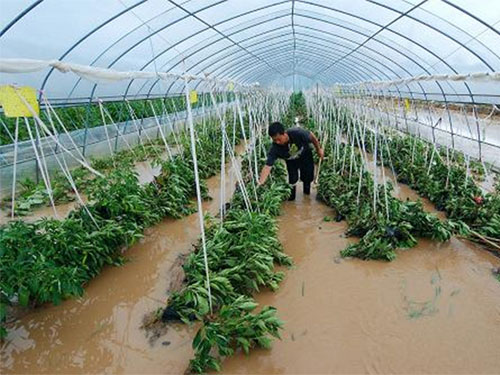 夏季雷雨天气多 棚室防雨措施要跟上