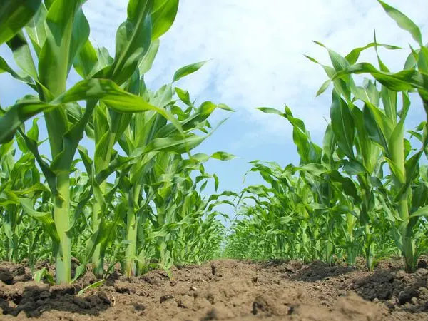 玉米根腐病如何防治?玉米根腐病防治方法介绍