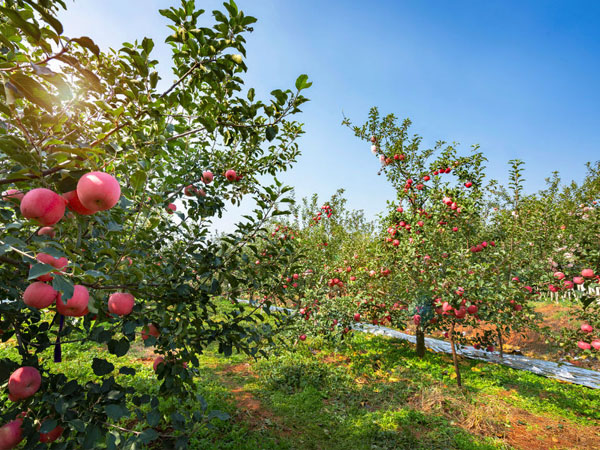 七月份苹果园应该怎么管