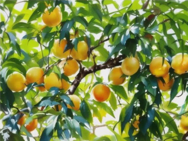 高温天气果树如何安全度夏?