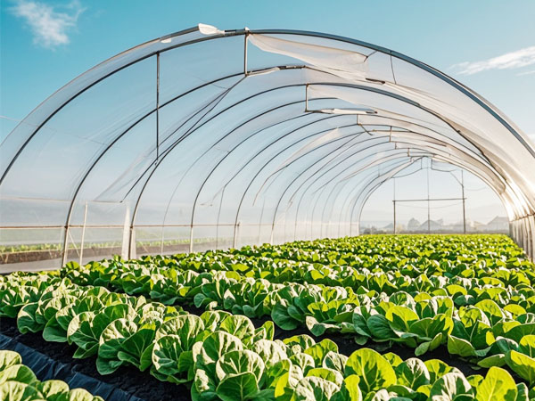 温室蔬菜如何防治蓟马:用对方法选对药 才能更高效