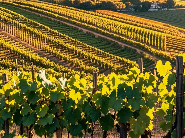 高温天气 葡萄管理要点你做对了吗