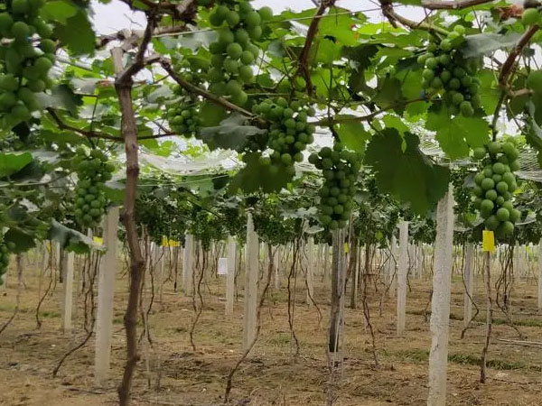 果农应当如何应对暴雨渍涝灾害?易引起烂根死根要及时排水清淤
