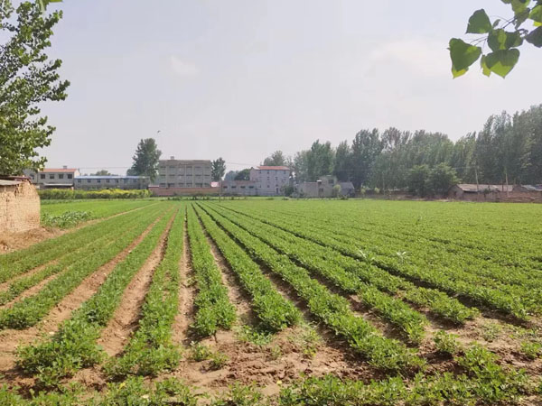 花生黄叶病用什么药剂防治