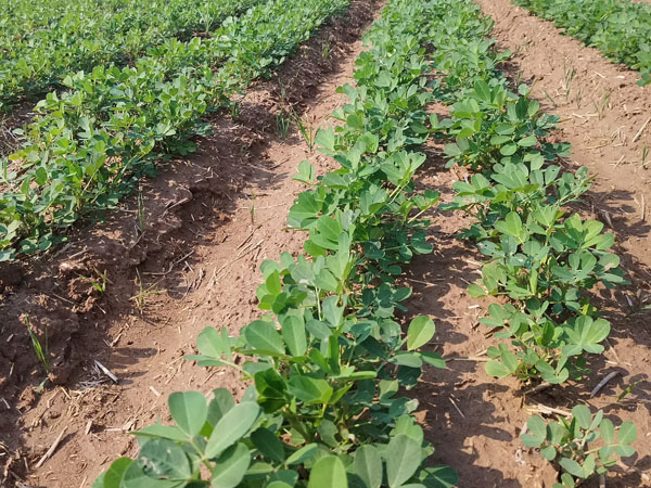 花生种植过程中主要病虫害防治措施
